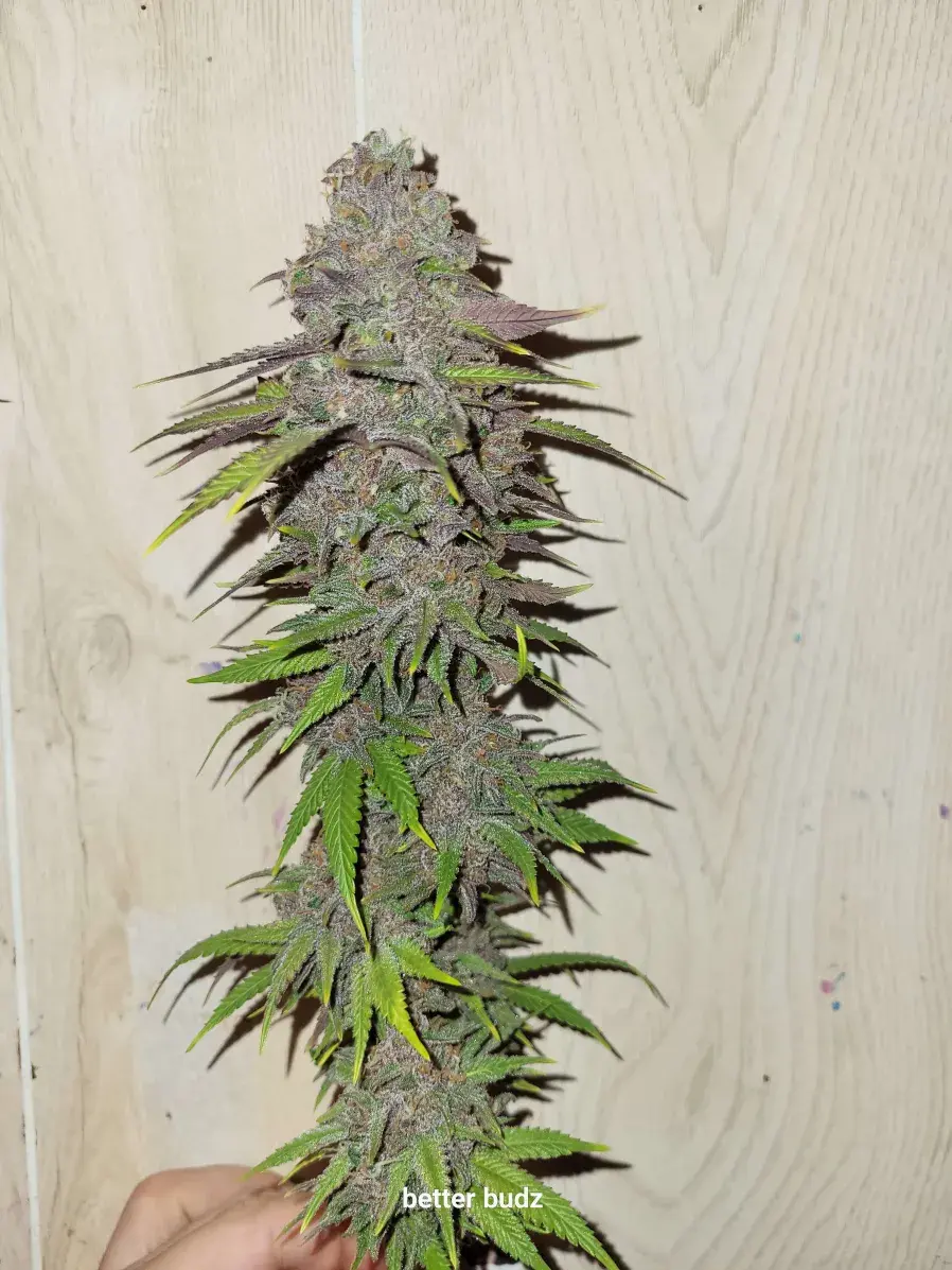 All Gas OG #2