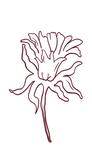 flowering_edited.png