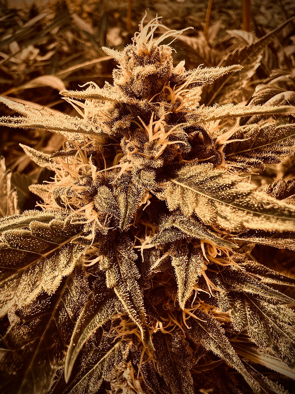 Miniature : Chem Auto 91