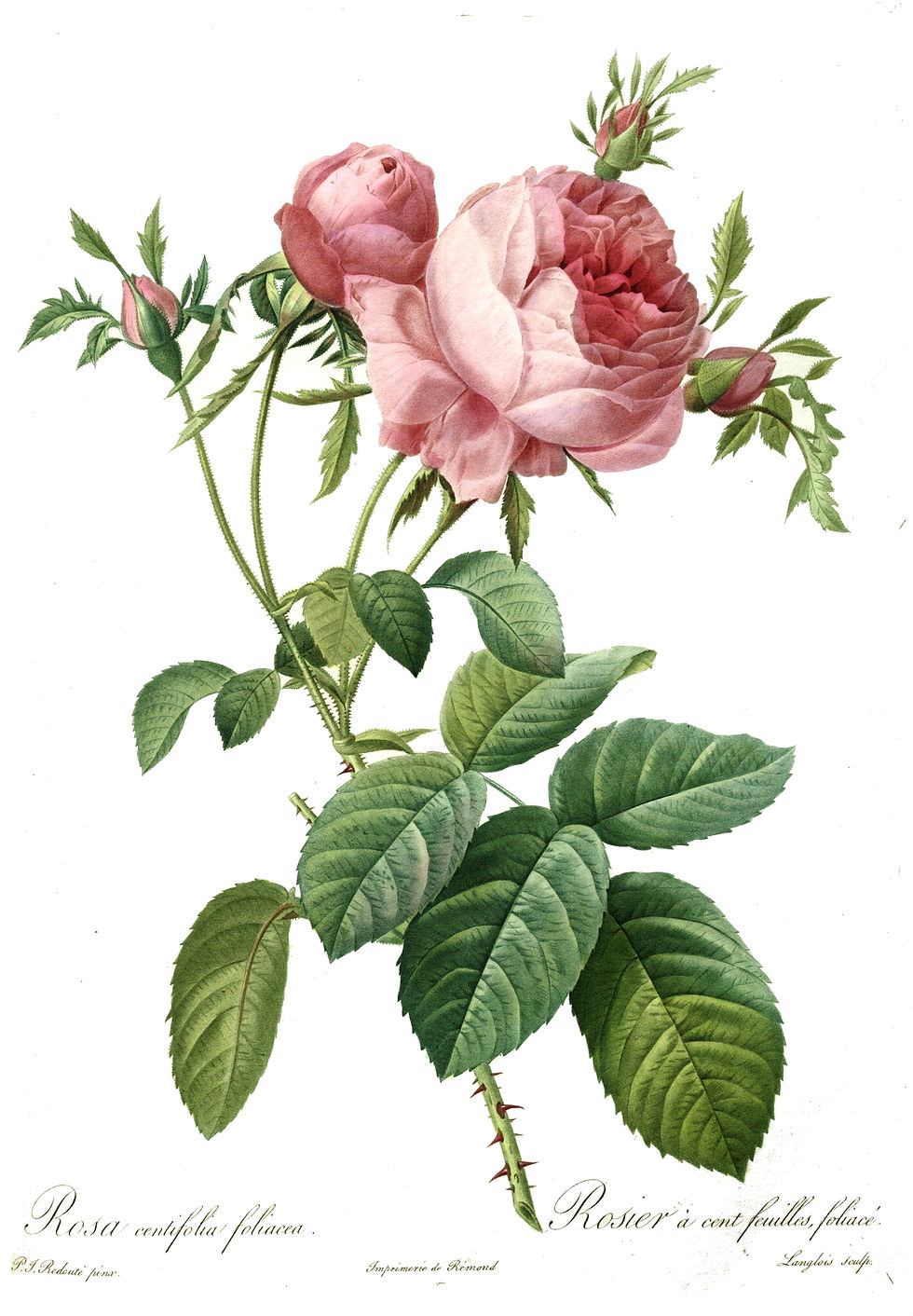 Public-domain art plate: Rosa centifolia foliacea, Pierre-Joseph Redouté, Les Roses (1817-1824)