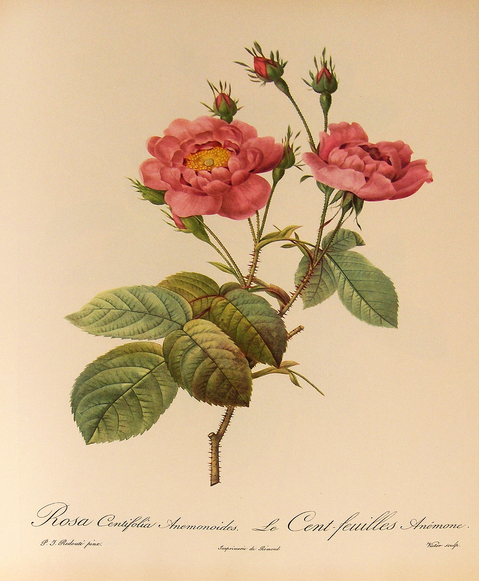 Public-domain art plate: Redouté, Rosa centifolia anemonoides (Les Roses, 1817–1824)