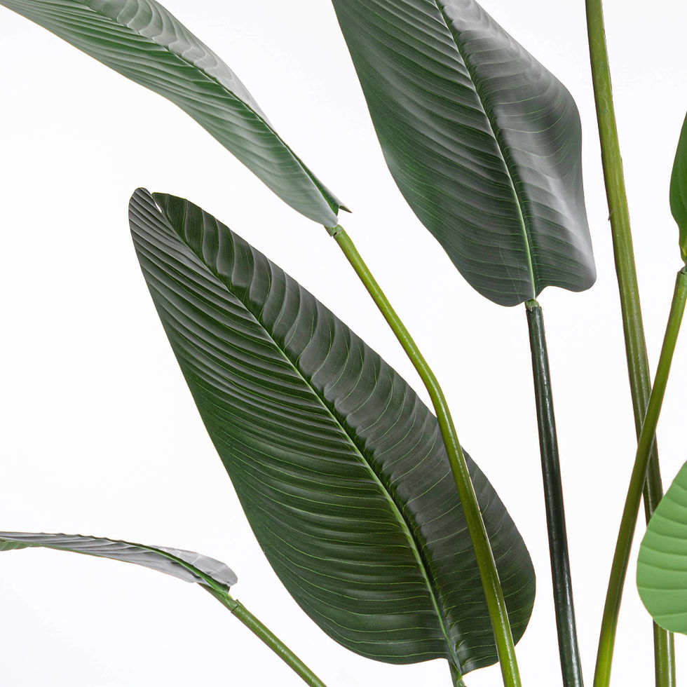 artificial plant sterilizia with pot height 235cm