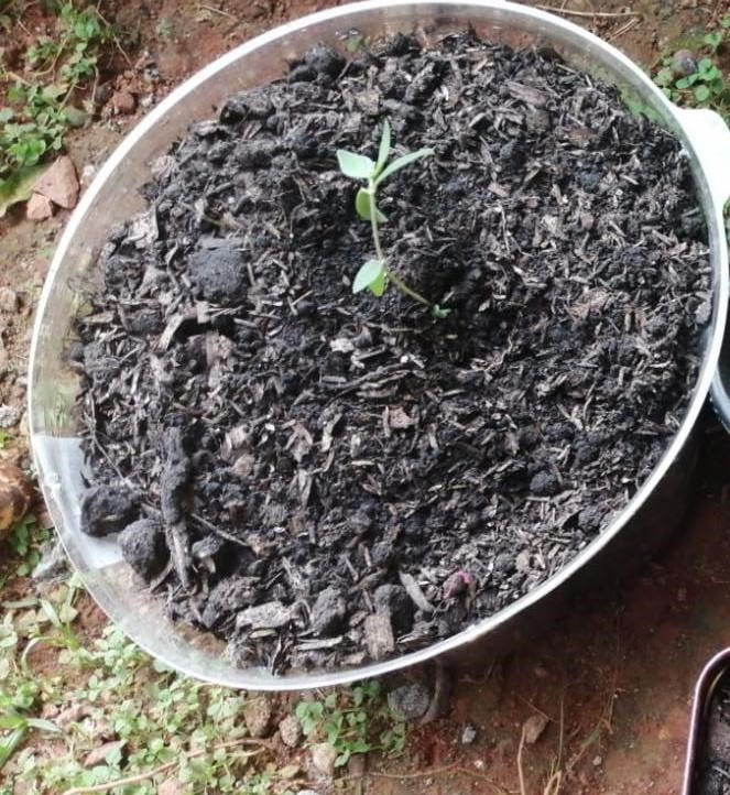 Semilla de aguacate sin germinar.