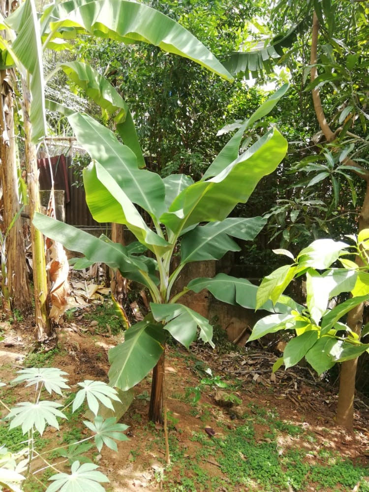 Plátano