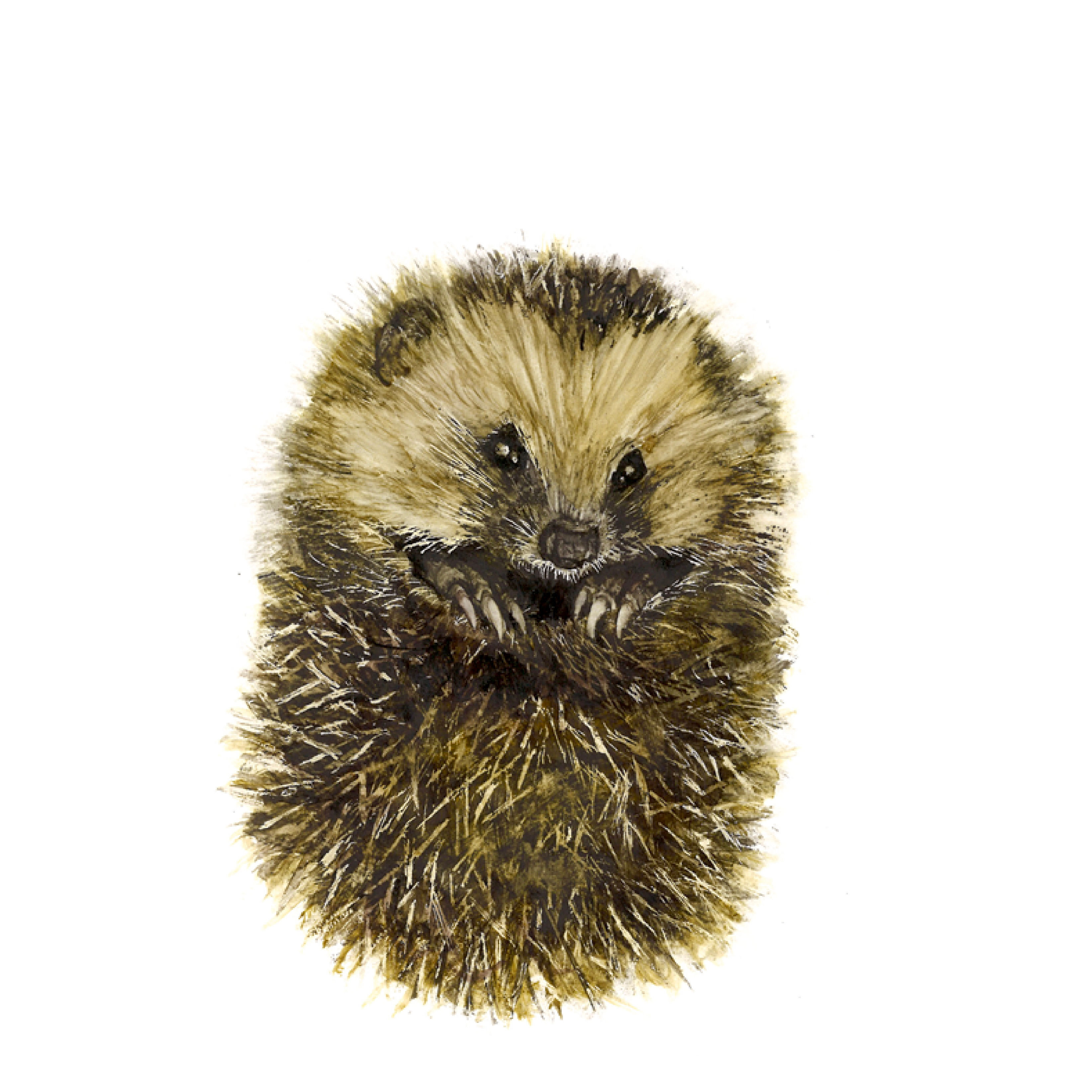 Premium Greeting Card - Hedgehog