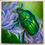 Thumbnail: Rose Chafer Beetle - Day 23 of 30 Bugs and Butterflies Collection