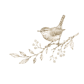 bird.png