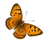accent_7_orange_butterfly_edited.png