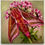 Thumbnail: Elephant Hawk-Moth - Day 26 of 30 Bugs and Butterflies Collection
