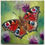 Thumbnail: Peacock Butterfly - Day 3 of 30 Bugs and Butterflies Collection