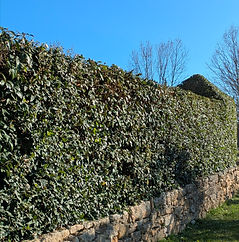 Haie triangle.jpg