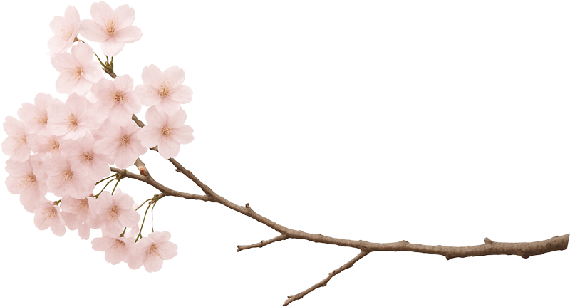 Cherry blossom branch right bottom – NIVARI Eden Sakura
