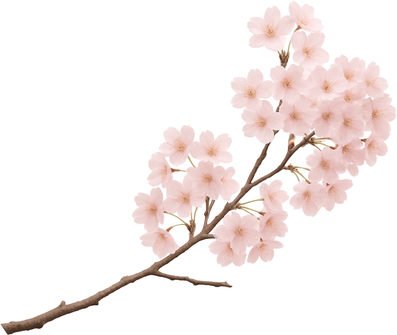 Cherry blossom branch left bottom – NIVARI Eden Sakura