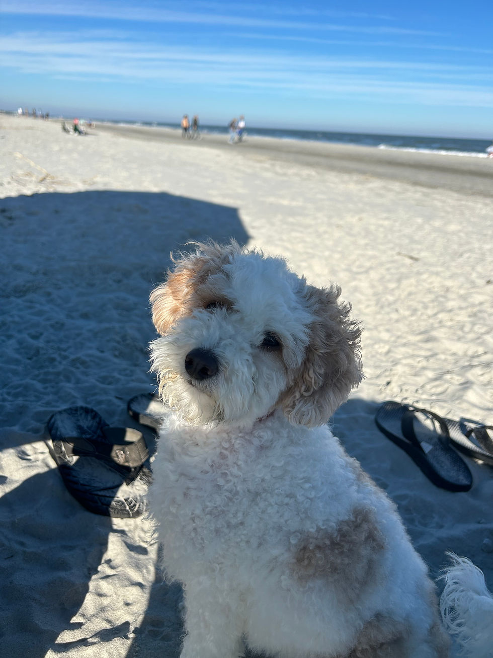 Thumbnail: Pup Products