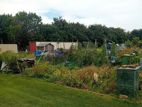 Blakeney Road Allotments – Will’s Autumn Update