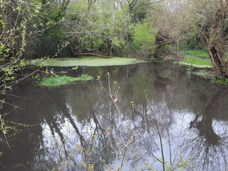 Patchway continues to progress the Local Nature Action Plan