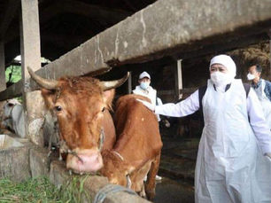 Kenali Gejala Penyakit Mulut dan Kuku yang Menyerang Hewan Ternak