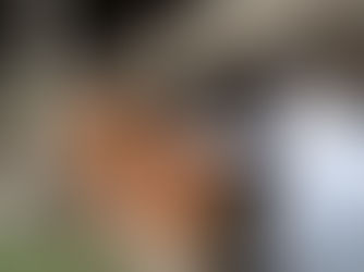 Kenali Gejala Penyakit Mulut dan Kuku yang Menyerang Hewan Ternak