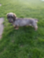 a tan dachshund lays in the sun