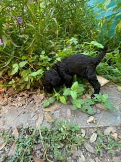 beryl4wks lookin.jpg