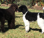 los dos puppy talking.jpg