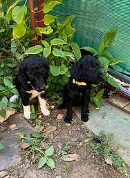 moonstone4wk w beryl_edited.jpg