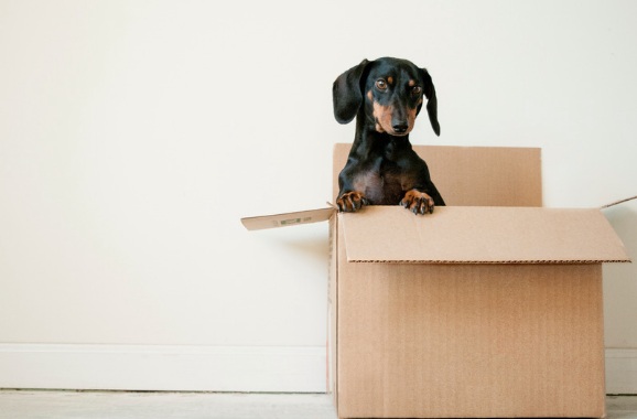 Dog in apacking box