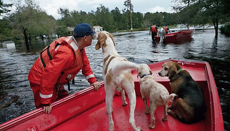 Hurricane-dogs-rescue.jpg