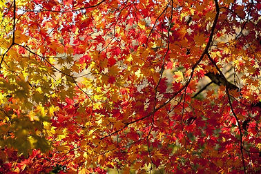 leaves-2816570_960_720.jpg