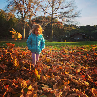 Fall Foliage