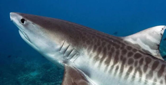 Tiger sharks in troubled waters as Queensland population plummets