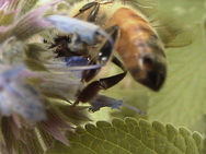 Recording of THE MORE-THAN-HUMAN IN ART & HUMANITIES: A Panel Discussion | 17 March 2025, 3:30-4:45PM