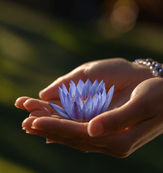 blue-lotus.png