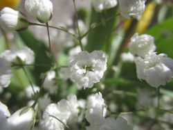 Macrophotographie