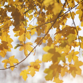 The dying process & the importance of future care planning