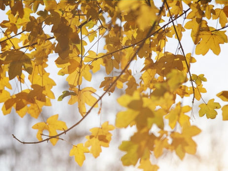 The dying process & the importance of future care planning
