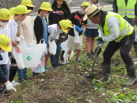 水戸小学校生徒によるさつまいも掘り
