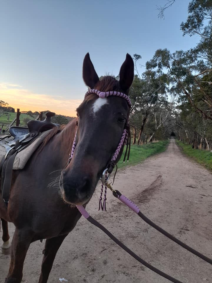 Thumbnail: Bridle and Reins set (in stock)