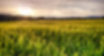 526614_green-wheat-field-wallpaper_3840x2399_h_edited.jpg