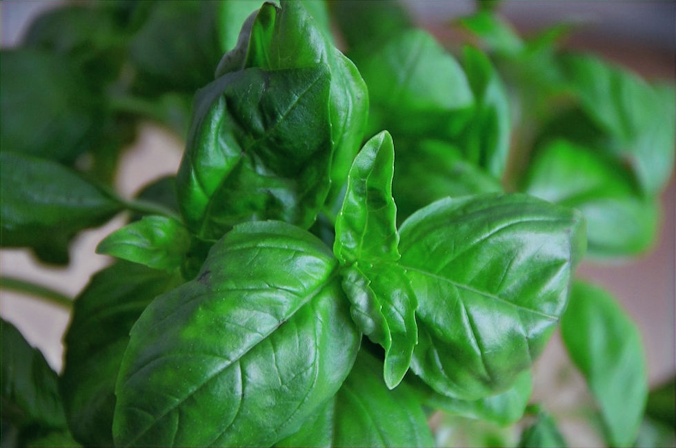 Close-up of fresh green basil leaves with glossy texture, filling the frame. Background is softly blurred, emphasizing the vibrant foliage.