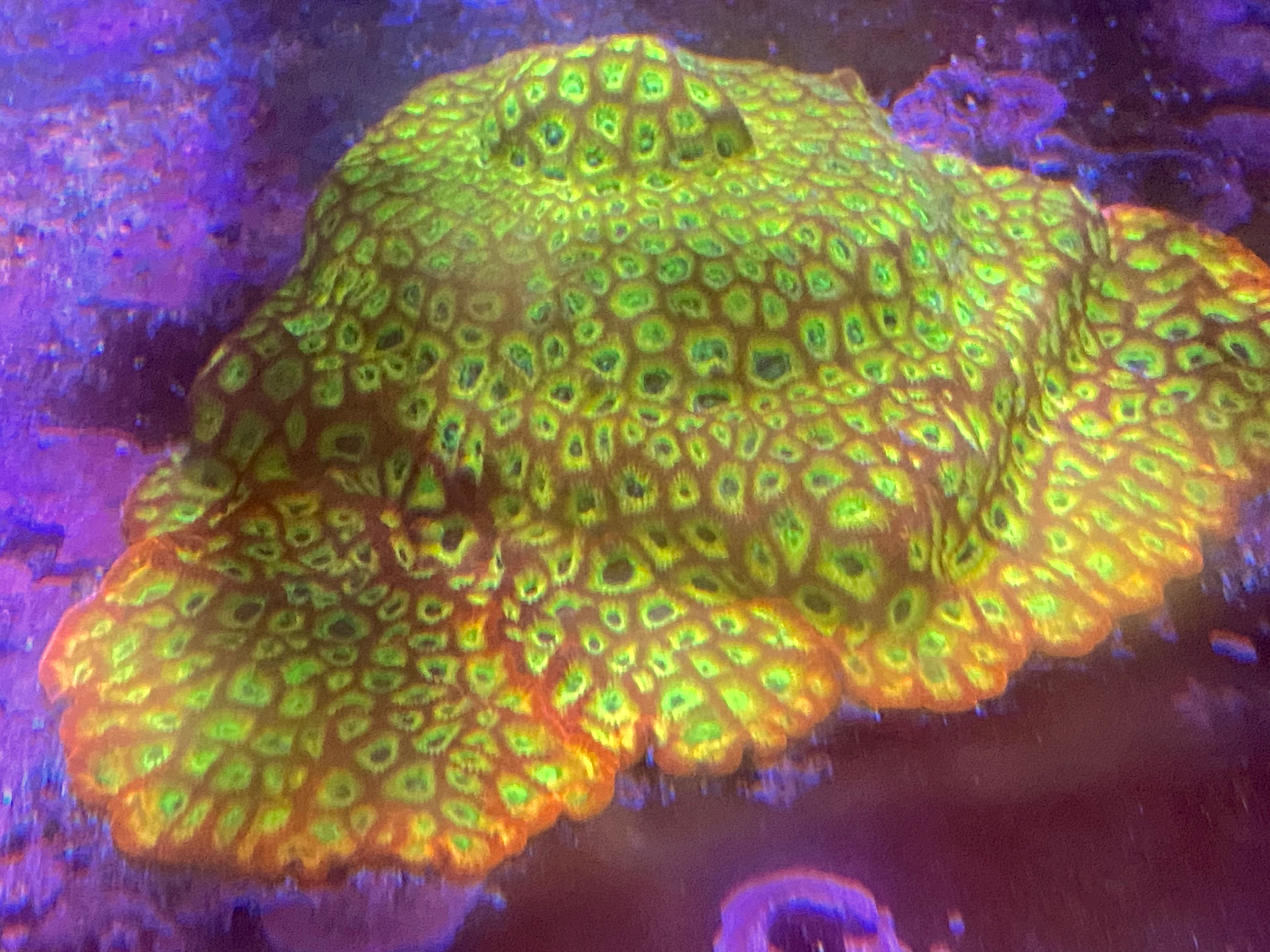 Reef Raft Lemon Lime Favia