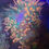 Thumbnail: Rainbow Anemone