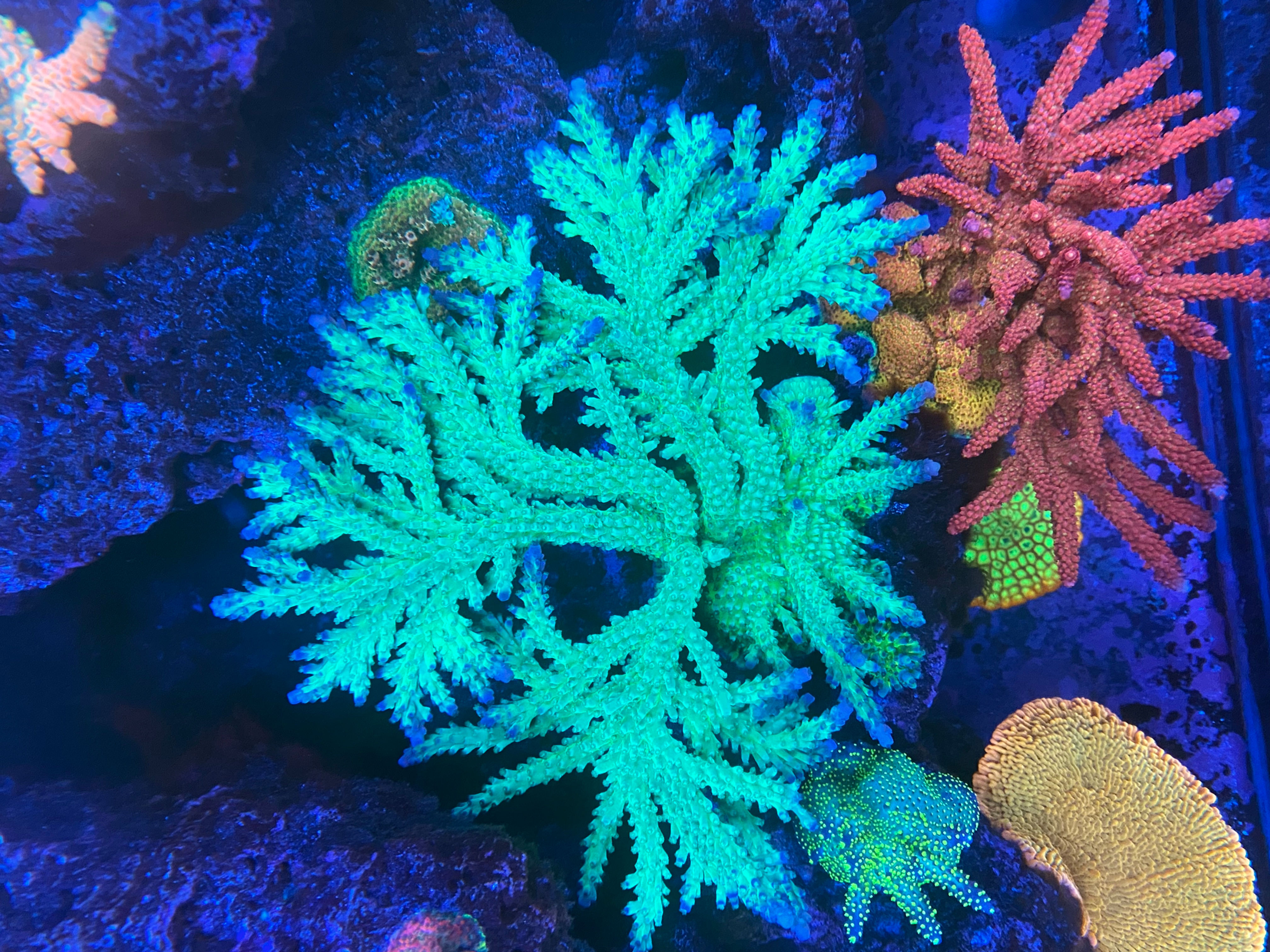 Reefworks AndreThe Giant