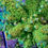 Thumbnail: MattV Rainbow Envy