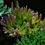 Thumbnail: Cherry Corals Grafted Banana Hammock