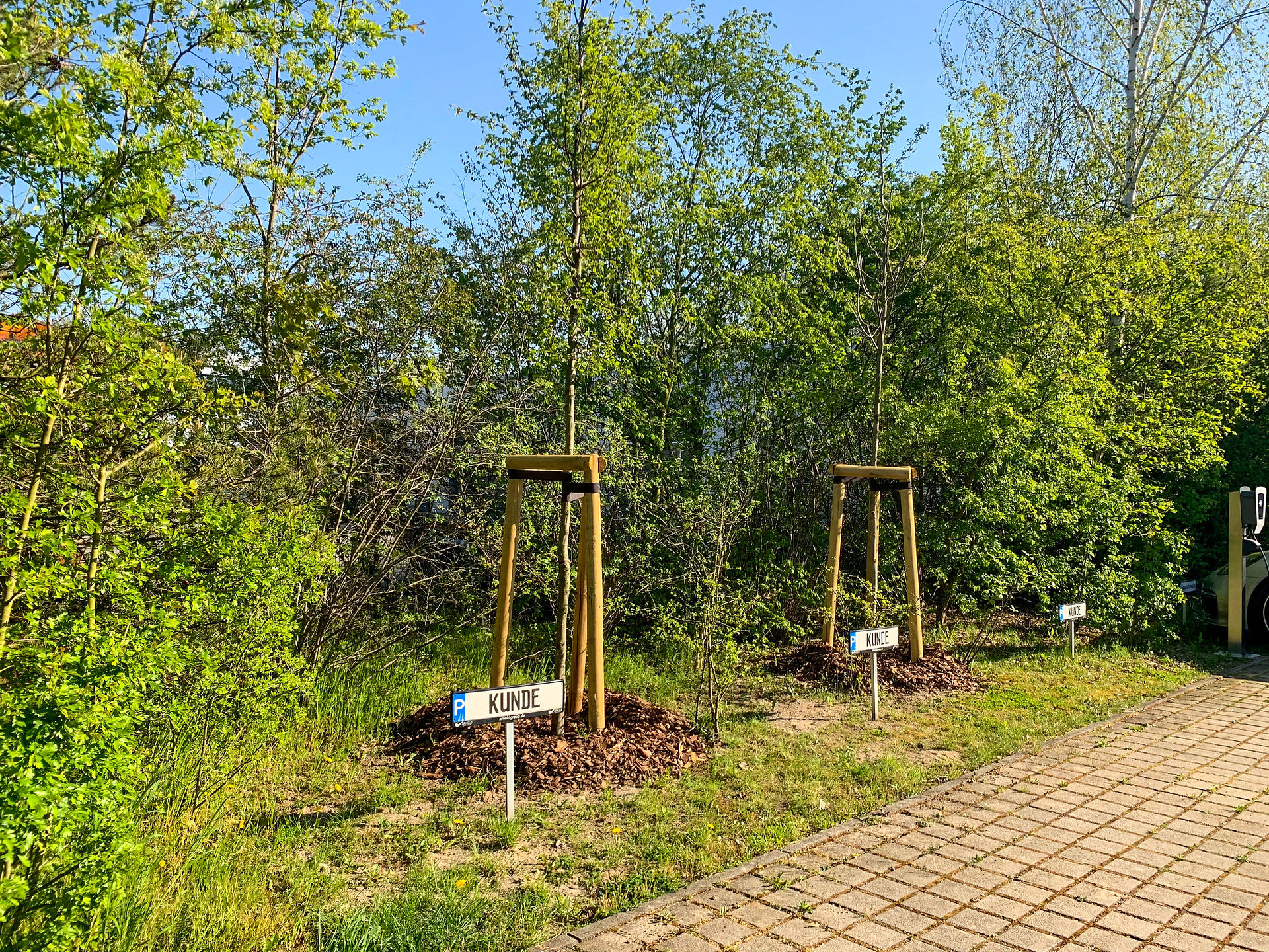 Baumpflanzung