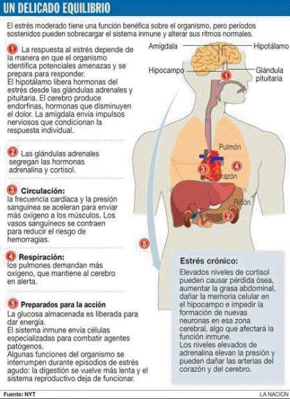 Estrés crónico y salud.