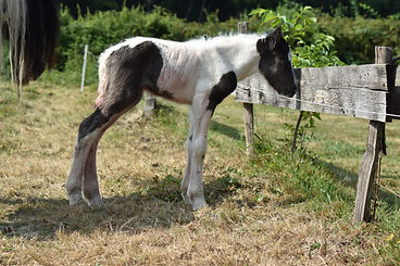 DSC_0115.JPG