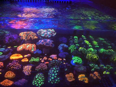 coral for sale