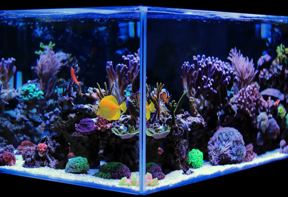 clearwater reef design 
